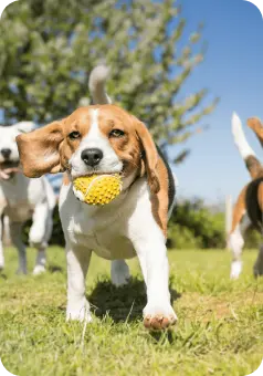 Dog Image 9